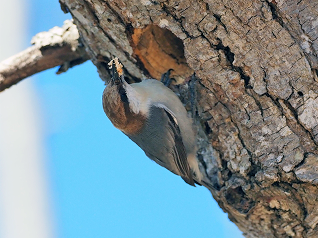Brown-headed Nuthatch by Simon Thompson